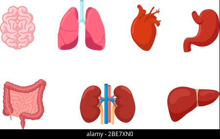 Human anatomy internal organ set with brain, lungs, intestine, heart ...