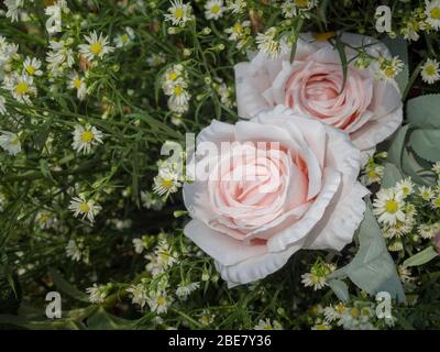 Beauty pink roses ornament with white little flowers on green leaves background, soft vintage tone. Stock Photo