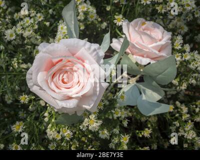 Beauty pink roses ornament with white little flowers on green leaves background, soft vintage tone. Stock Photo