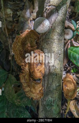 tail mushrooms, trametes versicolor, Koh Rong Samloem, Cambodia. Stock Photo
