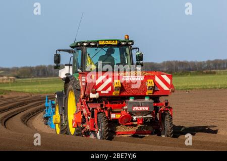 2018 green John Deere Tracotr & Grimme Malpas attachment planting seed potatoes in Tarleton. After a cold night with light frost the soils are in fine condition for tilling and forming the deep furrowed grooves for drainage purposes, to enable the spring planting of farm crops using a Grimm Malpas attachment and a front fertilizer with a John Deere 6135R Tractor. Maincrops or Earlies include ‘Maris Piper’ type potatoes, and take 16 to 22 weeks to mature. Seed potatoes are ready to plant when the shoots ‘chit' after they start sprouting Stock Photo