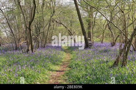 Dappled Sunshine on an English Woodland track lined with Spring Bluebells Stock Photo
