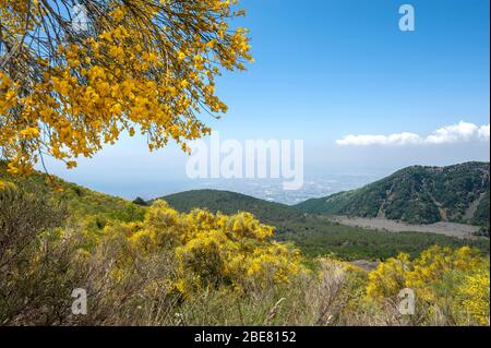 Yellow flowers of the Etna broom (Genista aetnensis) flowering on the slopes of Mount Vesuvius, Italy Stock Photo