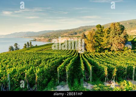 Okanagan Valley, vineyards near Penticton, British Columbia, Canada Stock Photo