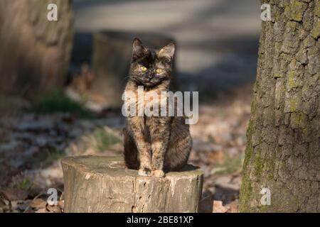 Unusually colored beautiful rare Calico Cat. Calico Cat sitting on a stump around autumn leaves and trees. Stock Photo