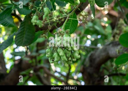 Green cashew nut fruits on cashew tree Stock Photo