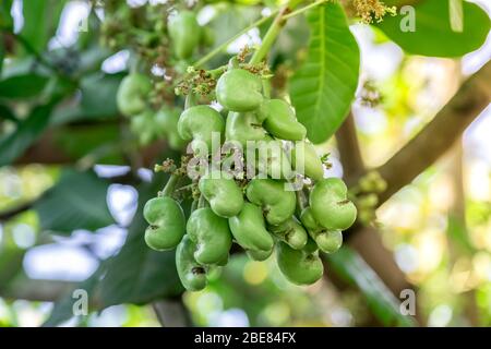 Green cashew nut fruits on cashew tree Stock Photo