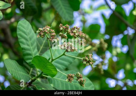 Flower of cashew nut fruits on cashew tree Stock Photo