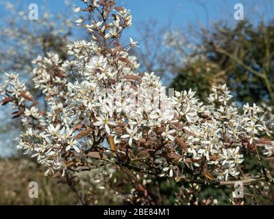 The delicate white flowers of Amelanchier lamarckii against a clear blue sky Stock Photo