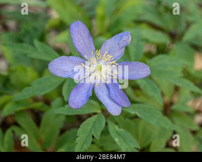 A close up of a single pale blue flower of Anemone nemerosa Lismore Blue Stock Photo