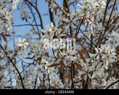 The delicate white flowers of Amelanchier lamarckii Stock Photo