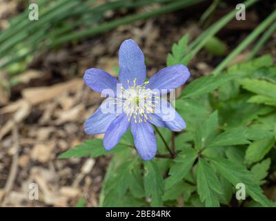 A close up of a single pale blue flower of Anemone nemerosa Lismore Blue Stock Photo