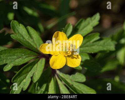 A close up of a single buttercup yellow flower of Anemone ranunculoides Stock Photo