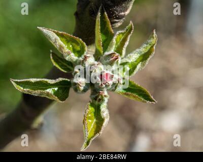 A close up of the tight flower buds of the apple Ashmeads Kernal just begining to show colour Stock Photo