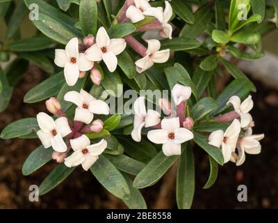 A close up of the delicate white flowers of Daphne x transatlantica Eternal Fragrance Stock Photo