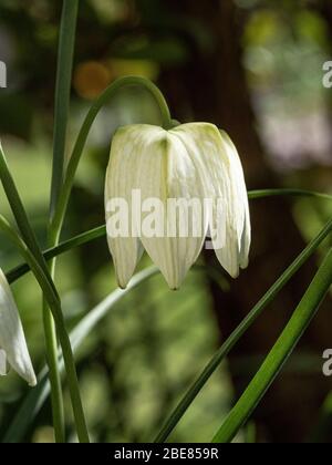 A close up of a single flower of the white form of Fritillaria meleagris - the snake's head fritillary Stock Photo