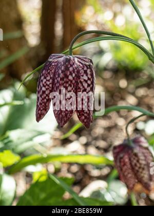 A close up of a single flower of the snakes head fritillary Fritillaria meleagris Stock Photo