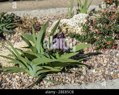 The deep purple miniature Iris, Iris suaveolens flowering in a sink garden Stock Photo