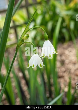 A close up of two hanging bells of Leucojum aestivum Stock Photo