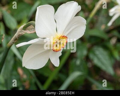 A close up of a singlewhite and yellow flower of Narcissus poeticus 'Actaea Stock Photo