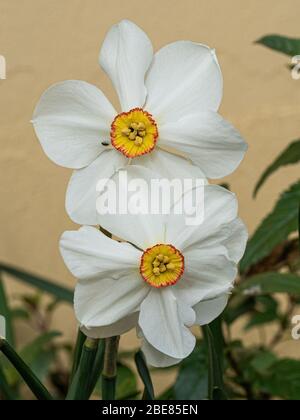 A close up of a pair of white and yellow flowers of Narcissus poeticus 'Actaea Stock Photo