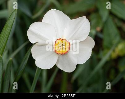 A close up of a singlewhite and yellow flower of Narcissus poeticus 'Actaea Stock Photo