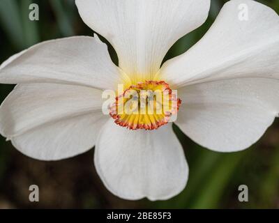 A close up of a singlewhite and yellow flower of Narcissus poeticus 'Actaea Stock Photo