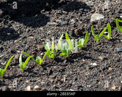 A close up of a row of young spinach seedlings Stock Photo