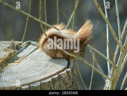 Squirrel sitting on a tree trunk Stock Photo