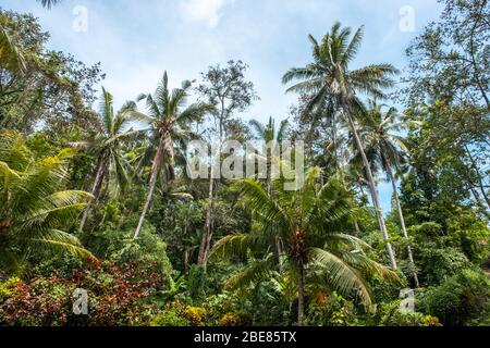 Tropical forest, tropical palm trees wallpaper at Bali, Indonesia Stock Photo