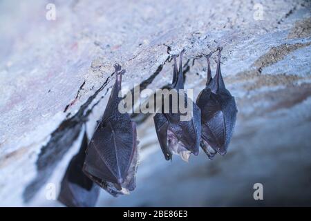 Close up small sleeping lesser horseshoe bats covered by wings hanging upside down on top of cold arched brick cellar and hibernate. Creative wildlife Stock Photo