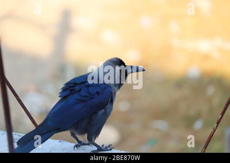 The house crow (Corvus splendens), also known as the Indian, greynecked, Ceylon or Colombo crow, bird image Stock Photo