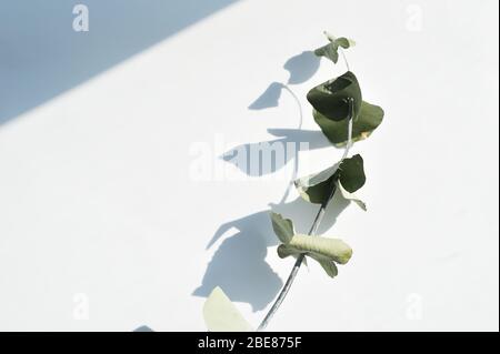 Green dry eucalyptus leaves. Branch and shadows on a light background. flat lay, top view for poster, banner Stock Photo