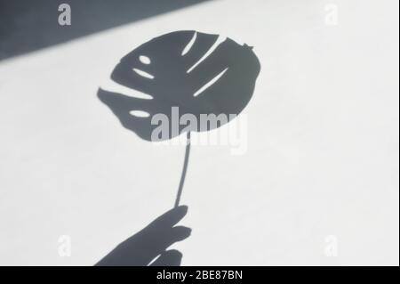 Shadow of tropical leaf in hand on the white wall. Large tropical plants, vines monstera. Black and white image to overlay photos or layout Stock Photo