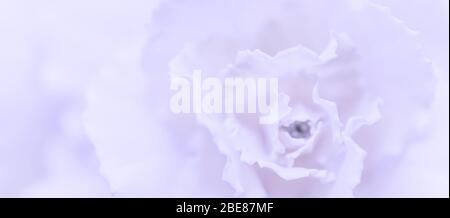 Retro art, vintage card and botanical concept - Abstract floral background, pale violet carnation flower. Macro flowers backdrop for holiday brand des Stock Photo