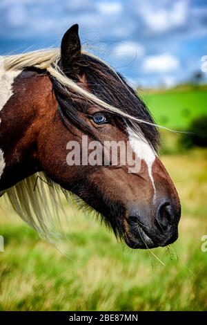 Welsh mountain pony Stock Photo