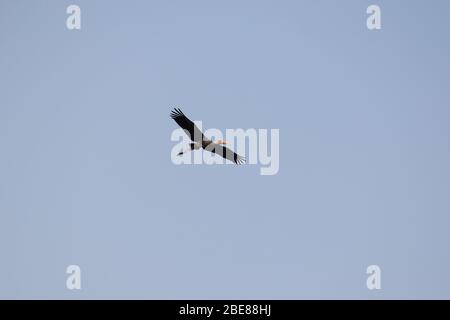 image of a Painted Stork flying in the sky , bird watching Stock Photo