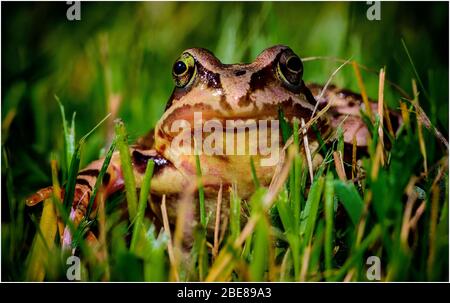Toad in the grass Stock Photo