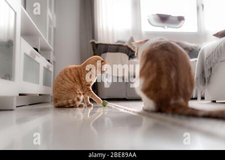 brown tabby cat plays with a green ball on the carpet Stock Photo