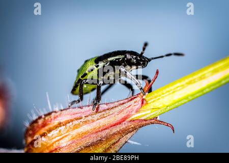 Shield bug (stink bug) nymph Stock Photo