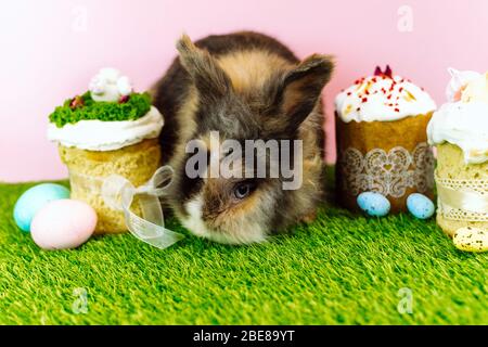 A furry brown little rabbit on a background of grass and a pastel pink background eats icing with Easter cakes. Easter card. Stock Photo