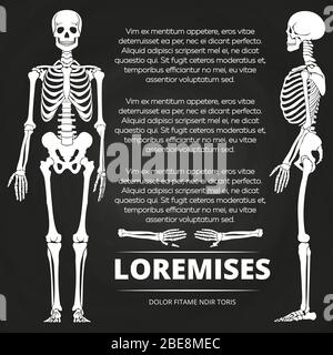 Chalkboard poster with human skeletones and bones. Skeleton human illustration vector Stock Vector