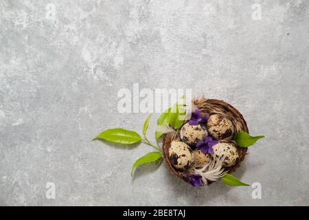 easter eggs in the nest and green leaves on a gray background. Stock Photo