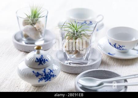 Place setting  - Home table decoration with Tillandsia air plants Stock Photo