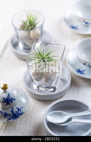 Place setting  - Home table decoration with Tillandsia air plants Stock Photo