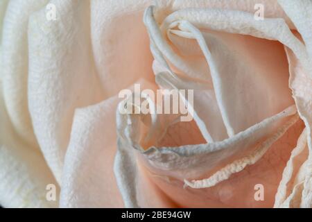 Close up of the white rose, which can be used as decoration in many different occasions Stock Photo
