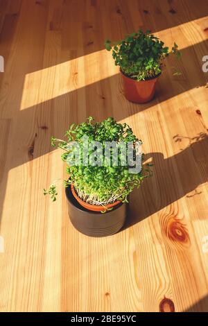 Set of two different home plants microgreens in same pots on wooden table in the house. Hard shadows and sun rays from windows help to focus directly Stock Photo