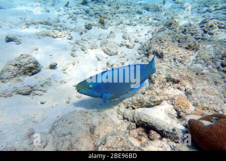 An underwater photo of a Parrotfish swimming around the rock and coral reefs in the ocean.  Parrotfish are a colorful group of marine species (95) fou Stock Photo