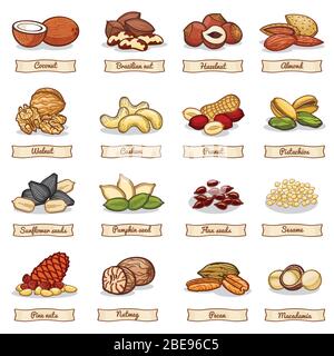 Cartoon color nut and seed grains. Vector collection nuts ingredient, vegetarian organic hazelnut and almond illustration Stock Vector