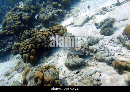 A mahogany snapper swimming among the rocks and coral in the ocean. Stock Photo